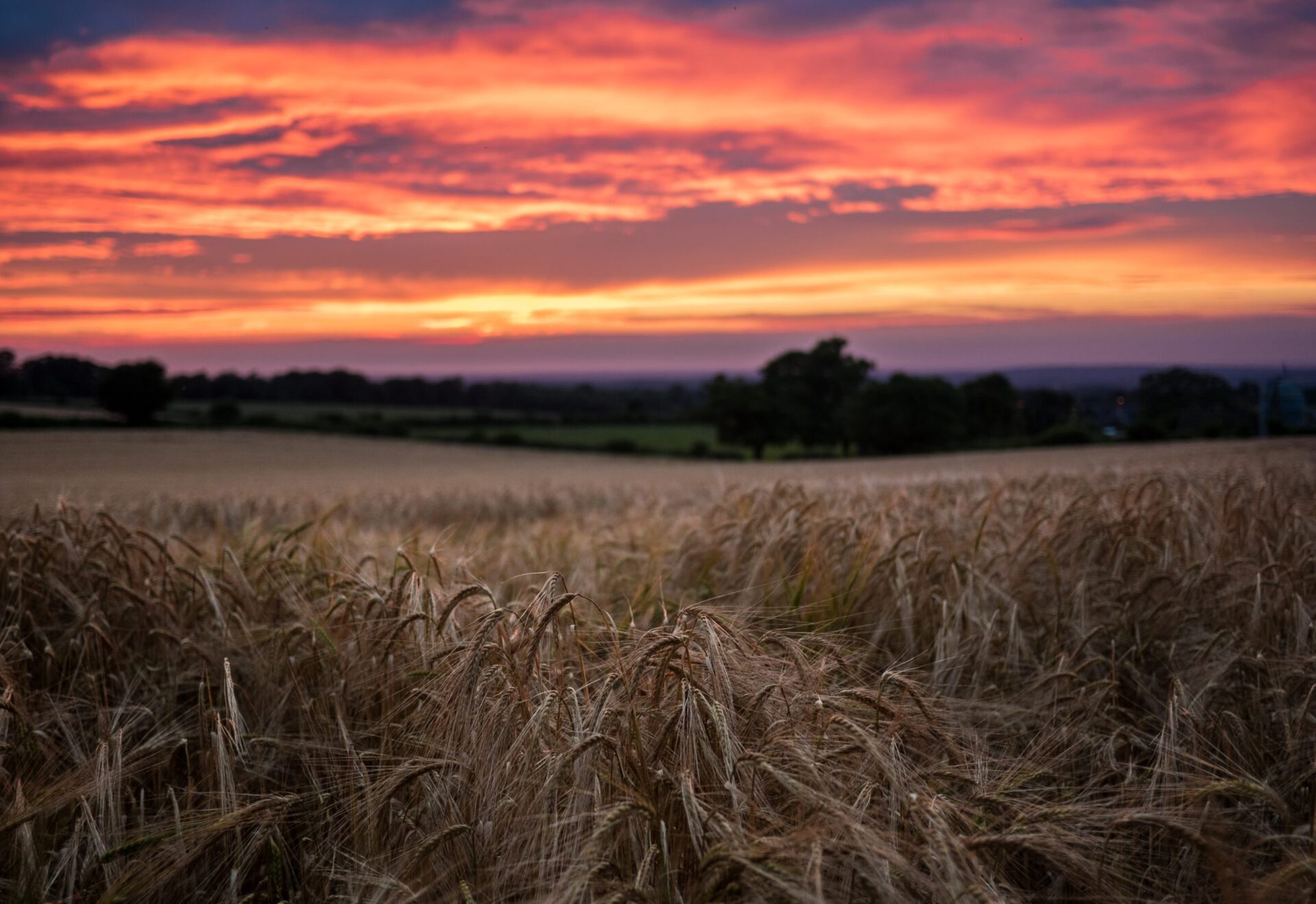 crop at sunset