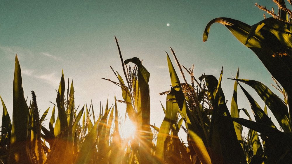 New European opportunity for Canadian agri-food startups